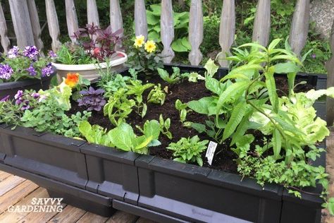 3 Creative Ways to Grow More Food Vege Pod Garden, Easy Raised Beds, Self Watering Containers, Food Flowers, Raised Planter Beds, Big Garden, Container Gardening Vegetables, Container Garden, Raised Bed