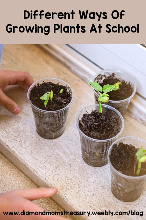 Planting Seed Activity For Kids, Planting Seeds For Preschoolers, Planting For Preschoolers, Plant The Tiny Seed Activities, Growing Seeds In The Classroom, Plant A Seed Activity For Kids, Planting Activity For Kids, Kids Planting Activities, Classroom Plants To Grow