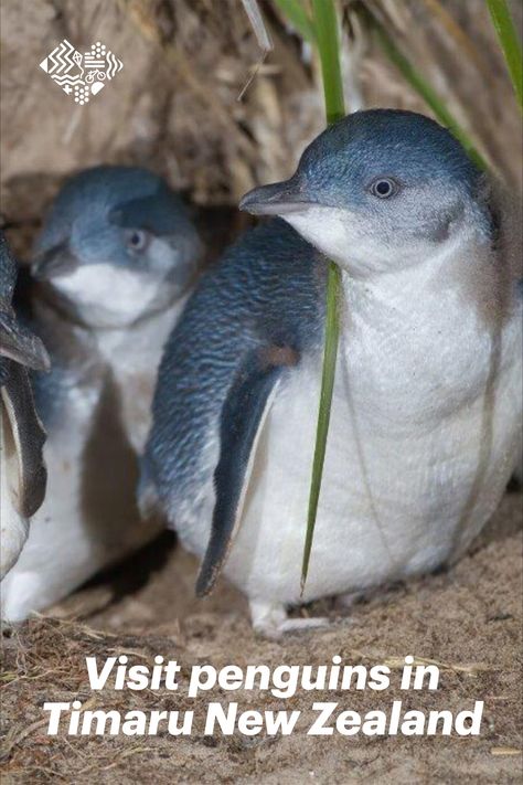 Little Blue Penguin, Cool Sea Creatures, Nz Beach, Adorable Penguins, Nz South Island, Penguin Species, Blue Penguin, Nz Travel, Sea Lion