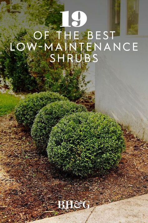 Setting the standard for formal clipped hedges, boxwood has the ability to withstand frequent shearing and shaping into perfect geometric forms. #garden #gardenideas #gardenplants #landscaping #besthedges #hedgeideas #bhg Easy Bushes For Landscaping, Easy Care Shrubs, Large Front Yard Hardscaping Ideas, Front Yard Landscaping Ideas With Shrubs, Backyard Shrubs Landscaping Ideas, Modern Midwest Landscaping, Soft Touch Holly Landscaping, Large Bushes In Front Of House, Full Sun Bushes Shrubs