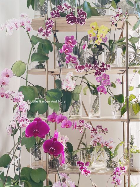 Orchid Conservatory, How To Grow Orchids, Mini Orchids, Grow Orchids, Orchid Wall, Party Concept, Orchids In Water, Indoor Orchids, Orchid Plant Care