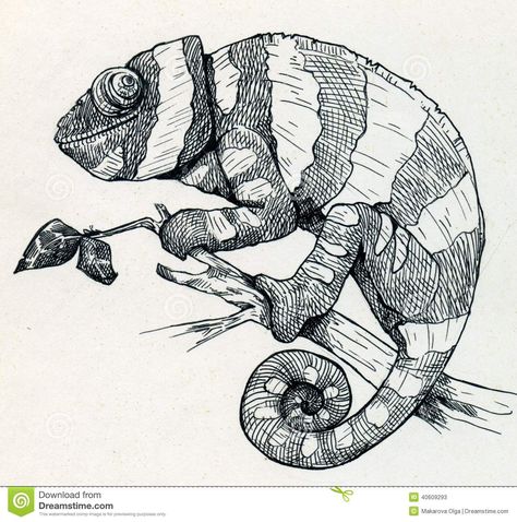 chameleon drawing - Google Search Chameleon Drawing Easy, Cameleon Art Drawing, Chameleon Outline, Drawing Of Chameleon, Chameleon Drawing Realistic, Chameleon Drawing, Chameleon Line Drawing, Chameleon Illustration, Old School Art