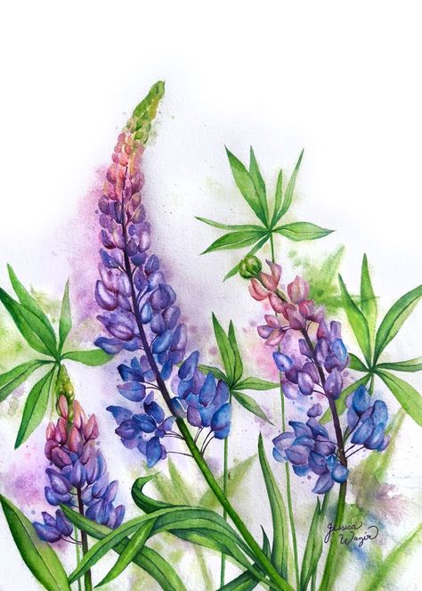 Blue Lupines, watercolor, blues, purples, spring flowers, watercolor florals, ORIGINAL WATERCOLOR painting Jessica Wazir Lupin Watercolor Paintings, Lupine Flower Drawing, Lupin Watercolor, Lupine Art, Lupine Painting, Spring Flowers Watercolor, Lupine Flowers, Watercolour Ideas, Paint Inspiration