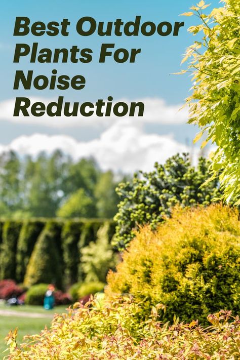 In this article, we’ll look at some of the best plants to use to soundproof your garden. We’ll also talk about how to arrange things to get more sound protection and noise reduction in your yard. Sound Barrier Landscaping, Best Outdoor Plants, Privacy Landscaping Front Yard, Creeping Juniper, Sound Barrier Wall, Sound Baffles, Privacy Landscaping Backyard, Noise Barrier, Sound Blocking