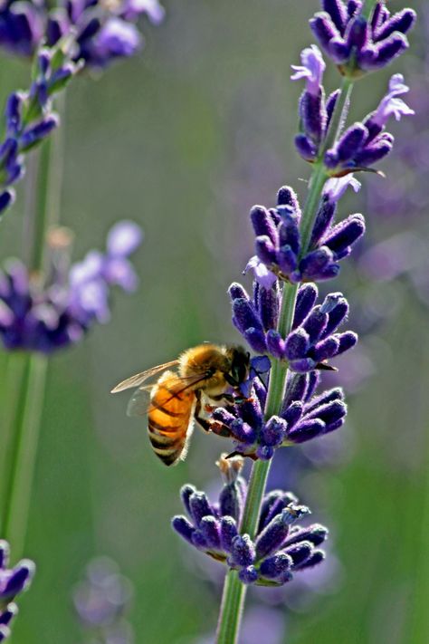 Bee Supplies, Hood River, Bee Garden, Bee Friendly, Lavender Farm, Lovely Lavender, Wildflower Bouquet, Bee Art, Food Supply