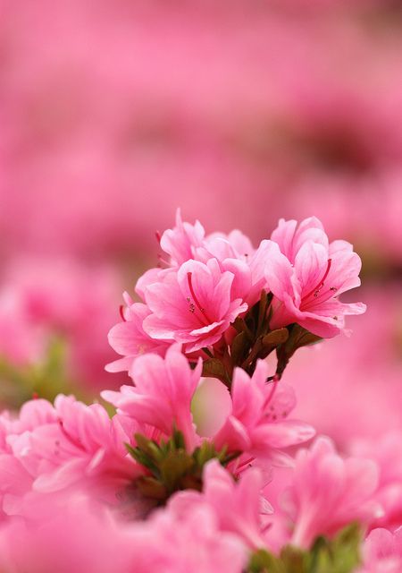 pink azalea | Flickr Watsaap Dpz, Flowers Dp, Pink Azaleas, Plantas Vs Zombies, Paper Flowers Craft, Flower Background Wallpaper, Beautiful Flowers Wallpapers, Flower Quotes, Crazy Colour