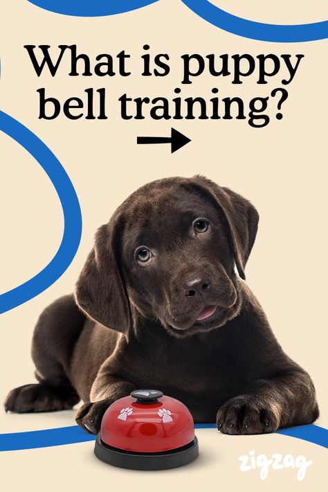 Why not take a look at Bell Training? Find more about how it might help move your puppy's toilet training along and more in our blog post Puppy Toilet Training, Puppy Training Treats, Training A Puppy, Puppy Training Schedule, Puppy Obedience Training, Puppies Tips, Hotel Reception, Training Treats, Toilet Training