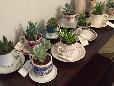 Gardening Party Favors, Succulent In Teacup, Succulent Tea Cup, Plant In Teacup, Plants In Teacups, Tea Cup Succulent, Indoor Garden Tea Party, Succulents In Teacups, Tea Party Favors For Women Ladies Luncheon