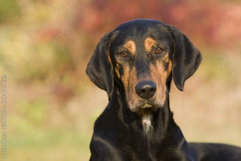 Transylvanian Hound. Transylvanian Hound, Grand Basset Griffon Vendeen, Dog Types, Hound Dog Breeds, Petit Basset Griffon Vendeen, Smartest Dog Breeds, Hound Breeds, Dog Faces, Dog Breeds List