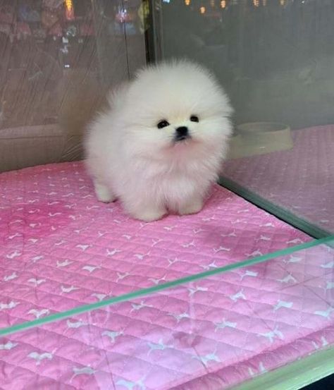 Pomeranian Puppies For Sale | Birmingham, AL Dogs Tattoo Ideas, Rose Core, Puppies Pomeranian, Alabama Birmingham, White Pomeranian Puppies, Puppy Pomeranian, Tattoos Dog, Baby Pomeranian, Dog Pfp