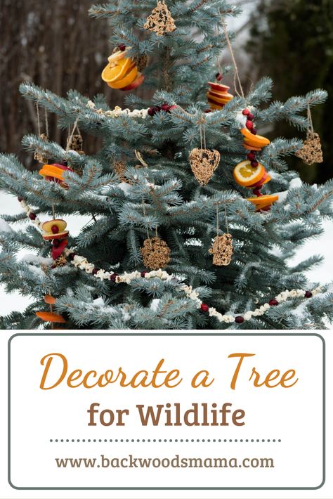 Natural Outdoor Christmas Decor, Wildlife Ornaments Diy, Ornaments For Outside Trees, Christmas Tree For Birds Outdoor, Christmas Tree Decorations Outdoor, Bird Friendly Christmas Ornaments, Natural Christmas Outdoor Decor, Bird Feeder Christmas Tree, Outdoor Tree Decorating Ideas