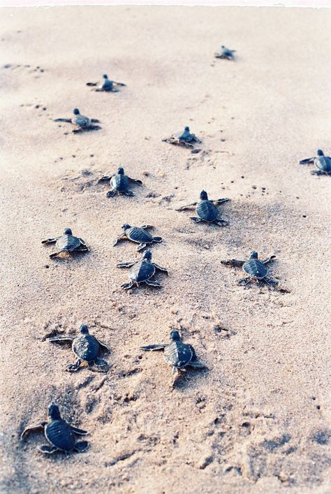 The stampede to the sea Turtles Pet, Love Board, Sea Turtle Pictures, Turtle Wallpaper, Baby Sea Turtles, Beach Love, Turtle Love, Baby Animals Pictures, Cute Turtles