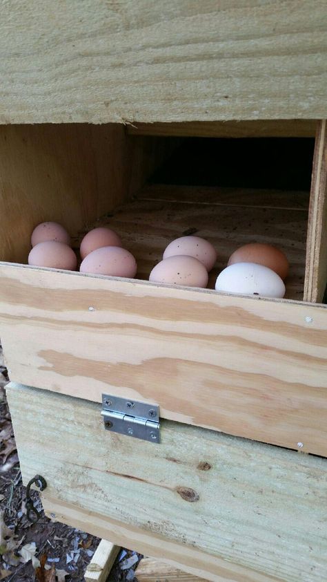 Egg Roll-Out Nesting Box. Egg Catcher, Egg Trap, Egg Eating. | BackYard Chickens - Learn How to Raise Chickens Sloped Nesting Boxes, Chicken Coop Egg Collector, Roll Out Nesting Boxes, Nesting Boxes Diy, Chicken Pens, Chicken Boxes, Chicken Poop, Chicken Farmer, Chicken Pen