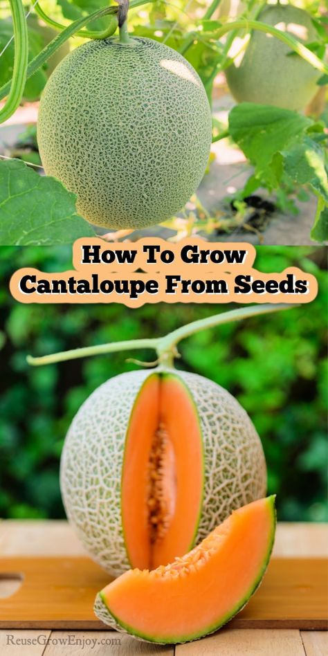 Growing Cantelope From Seed, How To Grow Melons From Seeds, Planting Cantaloupe Seeds, How To Plant Cantaloupe, How To Grow Melons, Cantaloupe Growing Tips, Fresh Cantaloupe Recipes, How To Grow Cantaloupe From Seeds, Fruit Seeds How To Grow