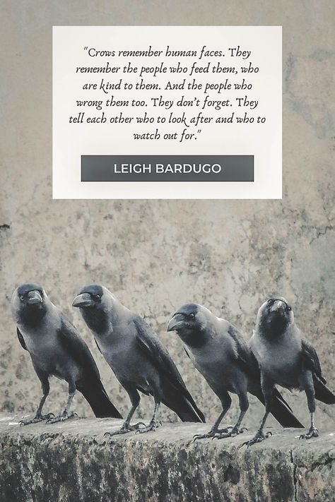 “Crows remember human faces. They remember the people who feed them, who are kind to them. And the people who wrong them too. They don’t forget. They tell each other who to look after and who to watch out for.” #SixOfCrows #LeighBardugo #YoungAdult #ShadowAndBone #Crows #Quotes Six Of Crows Menagerie, Quotes About Crows, Grishaverse Quotes, Six Of Crows Tattoo, The Crow Quotes, Quotes Wallpaper Laptop, Crow Quotes, Six Of Crows Quotes, Two Faced Quotes