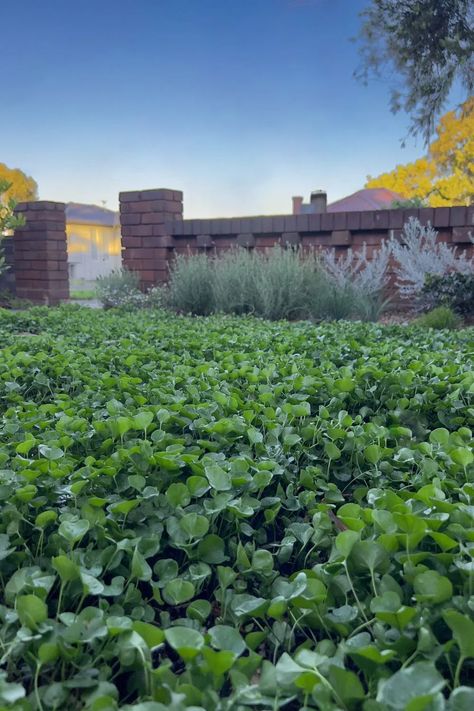 How To Plant A Dichondra Lawn | Better Homes and Gardens Dichondra Lawn, Australian Native Garden, Native Garden, Australian Native, Homes And Gardens, Better Homes And Gardens, Better Homes, Garden Ideas, Lawn