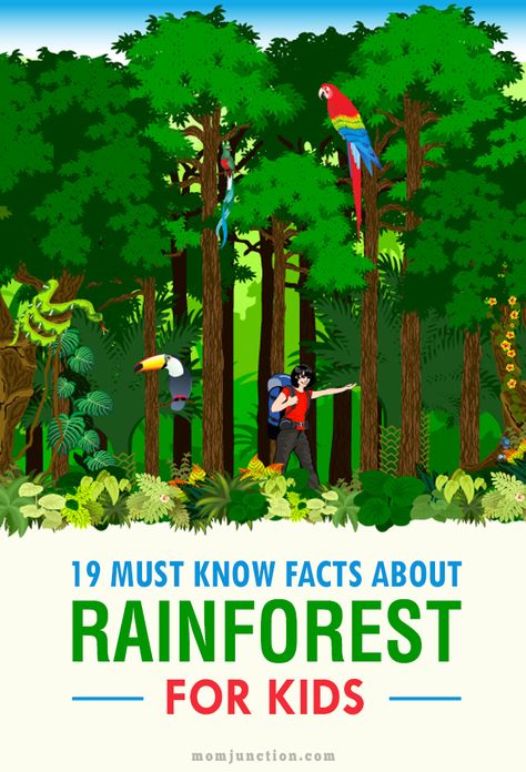 Rainforest Facts For Kids, Rainforest Preschool, Rainforest Facts, Rainforest Classroom, Rainforest Crafts, Rainforest Project, Rainforest Activities, Rainforest Habitat, Rainforest Theme