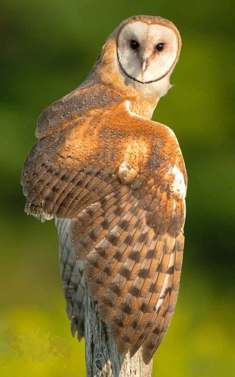 Owl Wings, Owl Photography, Owl Photos, Animal Study, Owl Pictures, Beautiful Owl, Types Of Animals, Bird Pictures, Wildlife Animals