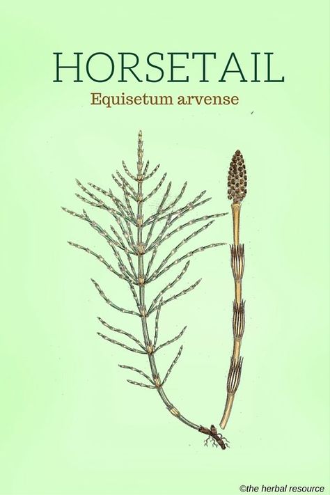 Horsetail (Equisetum arvense) Horsetail Plant, Herb Benefits, Foraging Recipes, Holistic Health Remedies, Plant Medicine, Herbal Plants, Healing Plants, Herbal Healing, Herbs For Health