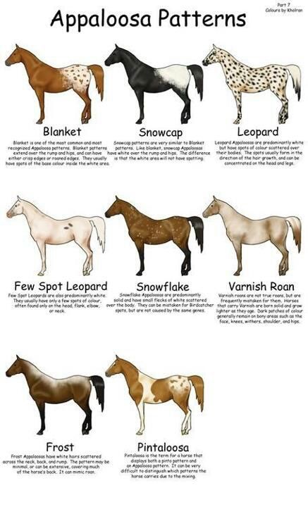 Appaloosa Patterns not all the patterns are here but this is nice, I truly love the Appaloosa so much and wish I knew more about patterns and names because people post beautiful Appaloosa's but don't put down what kind of Appaloosa they are but I'm trying hard to learn Horse Color Chart, Horse Markings, Horse Coat Colors, Horse Facts, Cai Sălbatici, Rasy Koni, Horse Anatomy, Wilde Westen, Types Of Horses