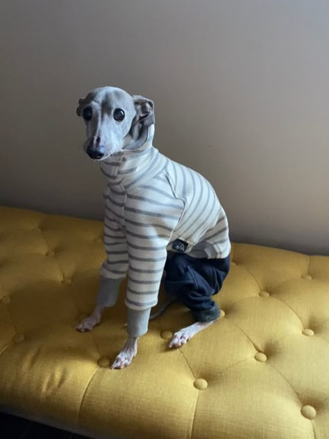 My instagram #EldridgeAdlerTheIggy
R.I.P.   12-25-2021h Mini Italian Greyhound, Seoul Winter, Iggy Dog, Funny Looking Dogs, Italian Greyhound Dog, Whippet Dog, Grey Dog, Grey Hound Dog, Dream Dog