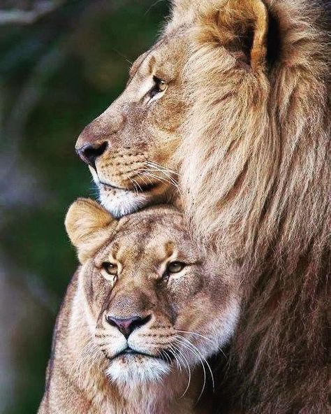 The King Lion on Instagram: “Love at the first side . Lion love life 💜💜💜 #lionsclubs #lioncub #lionelrichie #lioncity #lionlove… in 2022 | Lion images, Lion love, Lion Lion Couple, Animal Photography Wildlife, Lions Photos, Lion And Lioness, King Lion, Lion Love, Animal Illustration Art, Story Insta, Lion Wallpaper