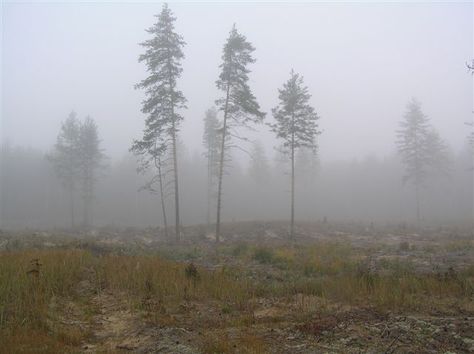 Taiga, Russia Taiga Aesthetic, Russia Culture, Slavic Mythology, Foggy Forest, Scenic Beauty, Soviet Union, Oh The Places Youll Go, Countries Of The World, Russia