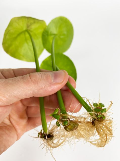 Propagating Pilea Plant, Pilea Propagation, Pilea Plant, Chinese Money Plant Care, Money Plant Care, Growing Plants From Seeds, Pilea Peperomioides, Seed Starting Mix, Money Plant