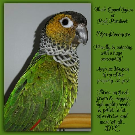 Black Capped or Rock Conure Black Capped Conure, Green Cheek Conure Tattoo, Conures Green Cheek, Sun Cheek Conure, Green Cheek Conure, Black Cap, How To Be Outgoing, Parrot, Birds