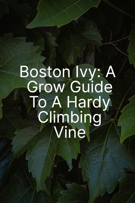 Transform your garden with the lush, climbing elegance of Boston Ivy! This versatile plant not only adds stunning greenery but also a spectacular fall color display. Perfect for walls and fences, learn how to grow and care for this vigorous climber. 🍃🍂 #BostonIvy #ClimbingPlants #GardenBeauty Boston Ivy On House, Parthenocissus Tricuspidata, Boston Ivy, Ivy Wall, Arbors Trellis, Growing Vines, Rooting Hormone, English Ivy, Ivy Plants