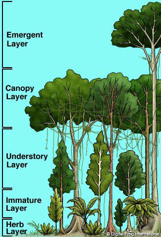 Learning about the rainforest Forest Unit, Rainforest Project, Diarama Ideas, Kapok Tree, Types Of Trees, Rainforest Trees, Rainforest Theme, Homeschool Geography, Rainforest Animals