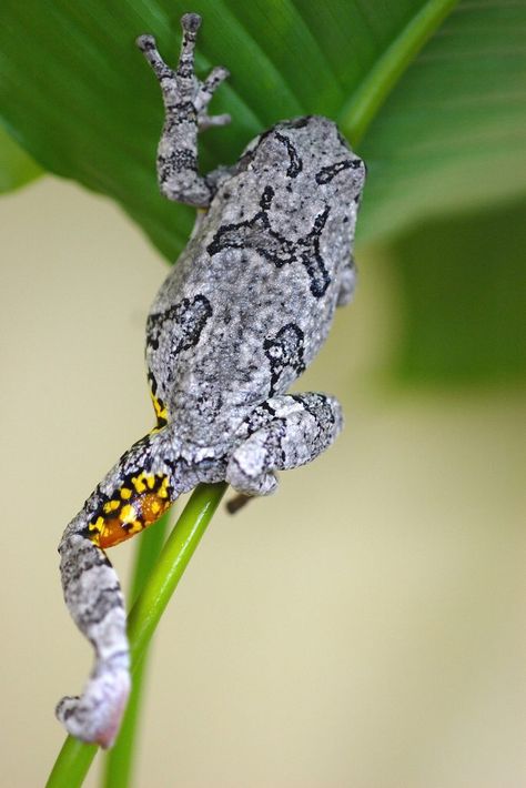 Red Eyed Tree Frog Tattoo, Frog Climbing, Grey Tree Frog, Skin Doodles, Michigan Trees, Farm Mural, Gray Tree Frog, Bull Frog, Tree Frog Tattoos