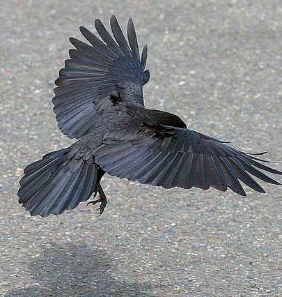 Raven - A raven's tail feathers have a round shape, like these. A crow's are squared off. Crow Tail Feathers, Crow Landing, Crows References, Raven In Flight, Raven Tail, Raven Bird, Crow Tattoo, Wings Drawing, Black Birds