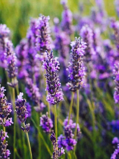 Hyssop vs. Lavender: What Are the Differences? - AZ Animals Lavender Plant Care, Plants That Repel Flies, Lavender Fairy, Long Blooming Perennials, Drought Resistant Plants, Growing Lavender, Mosquito Repelling Plants, Fragrant Plant, Perennial Herbs