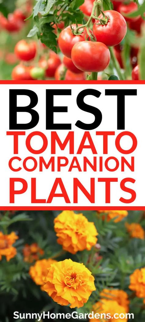 Companion Plants For Tomatoes, Onion Companion Planting, Heirloom Tomato Plants, Tomato Companion Plants, Best Companion Plants, Companion Planting Chart, Tomato Planter, Cherry Tomato Plant, Companion Planting Vegetables