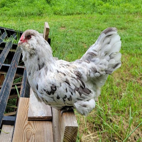 Splash Ameraucana Ameraucana Chicken, White Birds, Blue Color, Birds, Chicken, White, Color