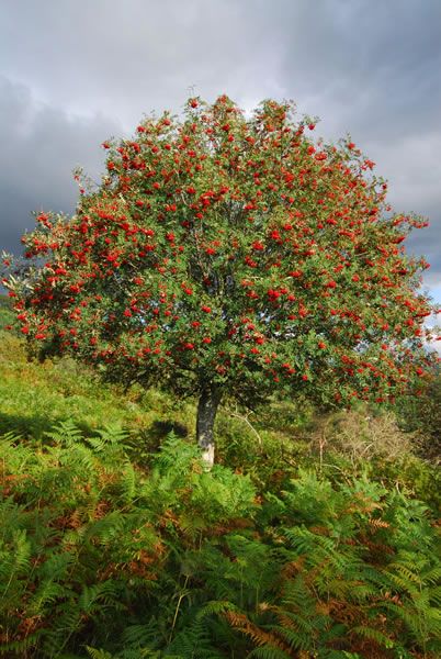 rowan tree pictures | from Finnish epic poem, Kalevala Ash Tree Tattoo, Mountain Ash Tree, Rowan Berries, Fall Scenes, Butter Churns, Hawthorn Tree, Bad Spirits, Tree Growing, Rowan Tree