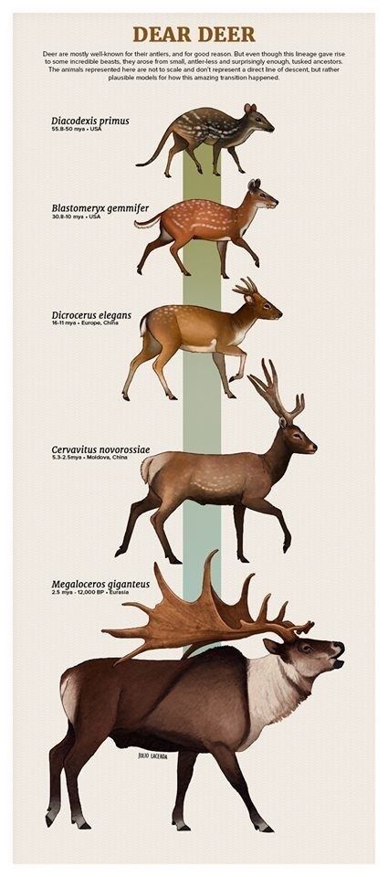 Prehistoric Mammals, Prehistoric Animals Dinosaurs, Prehistoric Wildlife, Prehistoric Dinosaurs, Prehistoric World, Ancient Animals, Paleo Art, Animal Bones, Extinct Animals