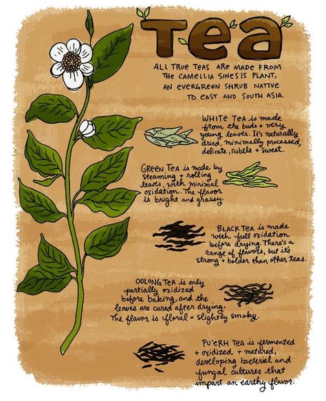 Camellia Sinensis http://www.sauceome.com/?p=2408 Camellia Sinensis Illustration, Herbology Recipes, Tea Medicine, Chelsea 2023, Growing Tea, Tea Blending, Tea Places, Camellia Sinensis, Witch Craft