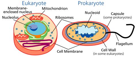 Prokaryotic Cell Structure: A Visual Guide Prokaryotes Vs Eukaryotes, Biology Homework, Biology Assignment, Membran Sel, Biology For Kids, Life Science Middle School, Biology Diagrams, Cell Diagram, Cell Theory