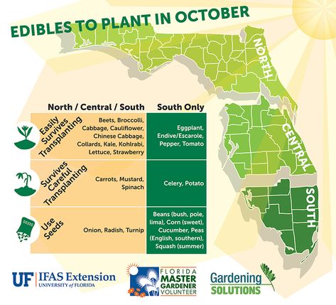 Small Vegetable Gardens, Backyard Garden Layout, Florida Gardening, Backyard Garden Landscape, Agricultural Science, Easy Backyard, Small Backyard Gardens, Large Backyard, Backyard Garden Design