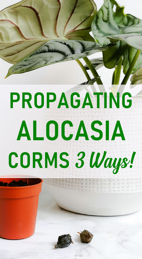 What are Alocasia corms, how do you find them, and then what do you do with them? We have the answers! With 3 easy ways to propagate Alocasia corms. Alocasia Corm Propagation, Propagating Alocasia, Alocasia Plant, Indoor Plant Care, Best Indoor Plants, House Plant Care, Propagating Plants, Plant Species, Potting Soil