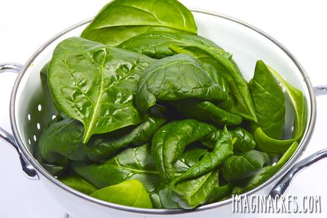 oeps Grow Spinach Indoors, How To Grow Spinach, Grow Spinach, Growing Spinach, Indoor Vegetables, Growing Strawberries, Culinary Herbs, Herbs Indoors, Spinach Leaves