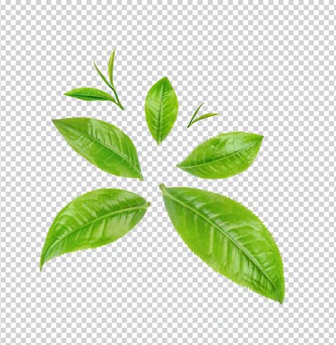 Matcha Leaves, Coffee Leaves, Green Tea Plant, Green Tea Leaves, Poster Idea, Tea Plant, Motion Design Video, Mohawk Hairstyles, Hairstyles Men