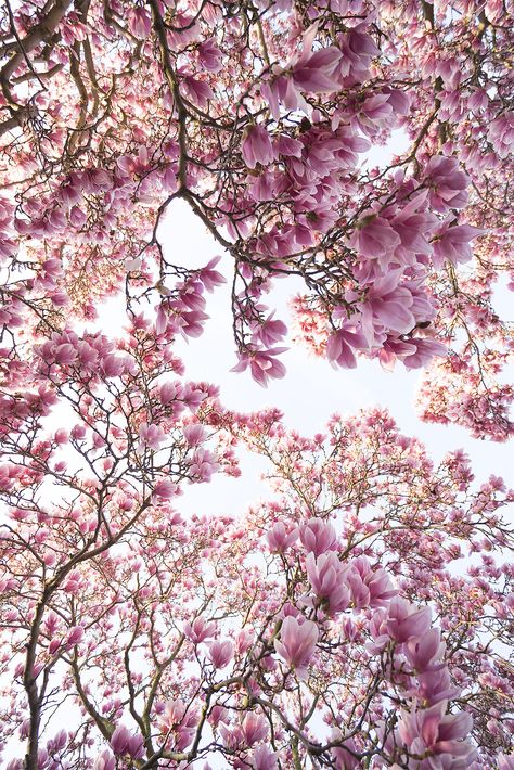 Pink Magnolia Tree, Frühling Wallpaper, Magnolia Wallpaper, Tree Wallpaper Iphone, Pink Magnolia, Magnolia Tree, Container Gardening Flowers, Magnolia Trees, Spring Wallpaper