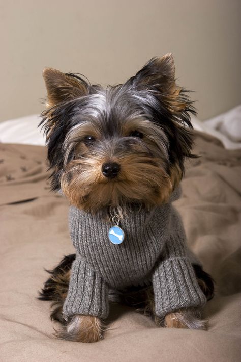 https://flic.kr/p/4dpteR | photoshoot with his new hoodie | early xmas present from daddy Puppy Sweaters, Baby Yorkie, Diy Dog Sweater, Yorkie Terrier, Yorkie Lovers, Teacup Yorkie, Yorkie Dogs, Yorkshire Terrier Puppies, Terrier Puppies