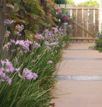 society garlic border Front Garden Path, Society Garlic, Side Yards, Garden Makeover, Backyard Paradise, Big Garden, Garden Pathway, Side Yard, Edible Garden