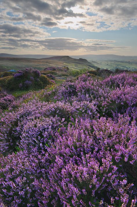 British Countryside, Yorkshire Dales, English Countryside, Pretty Places, Belle Photo, Land Scape, Beautiful World, Beautiful Landscapes, Purple Flowers