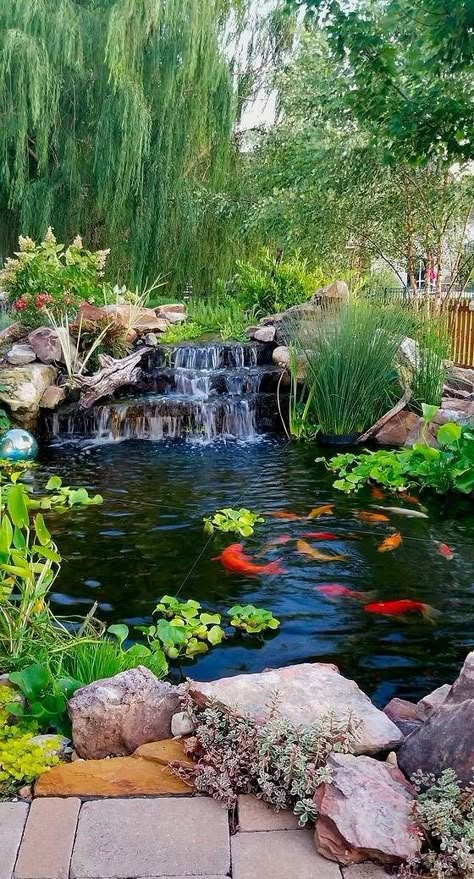 Gardens With Ponds, Home With Pond, Natural Stream Landscaping, Small Backyard Waterfalls, Koi Pond Design Small Gardens, Koi Ponds With Waterfalls, Coy Pond Ideas Backyards, Koi Pond Landscaping, Small Koi Pond Ideas