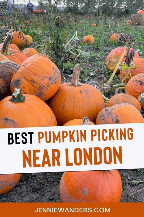 Best Pumpkin Picking Farms Near London Half Term Activities, London Autumn, Pumpkin Field, Best Pumpkin Patches, London With Kids, London Bucket List, Pumpkin Patches, Pumpkin Farm, Pumpkin Picking